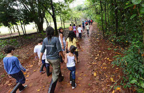 Ecoférias na Mata