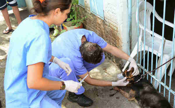 Samu-Animal-de-Campinas-é-destaque-em-nova-série-do-Fantástico