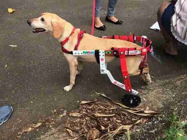 Com-lesão-na-coluna-pet-ganha-patas-de-rodas-e-está-pronto-para-adoção.jpg